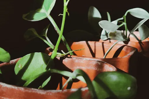 Қатайған өсімдіктер